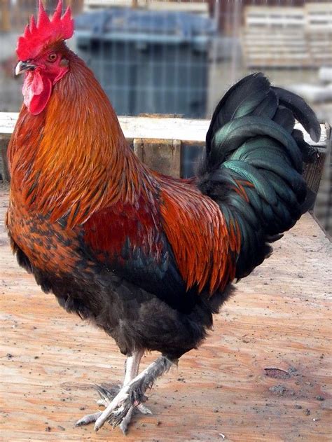 french wheaten marans chicks|wheaten maran rooster.